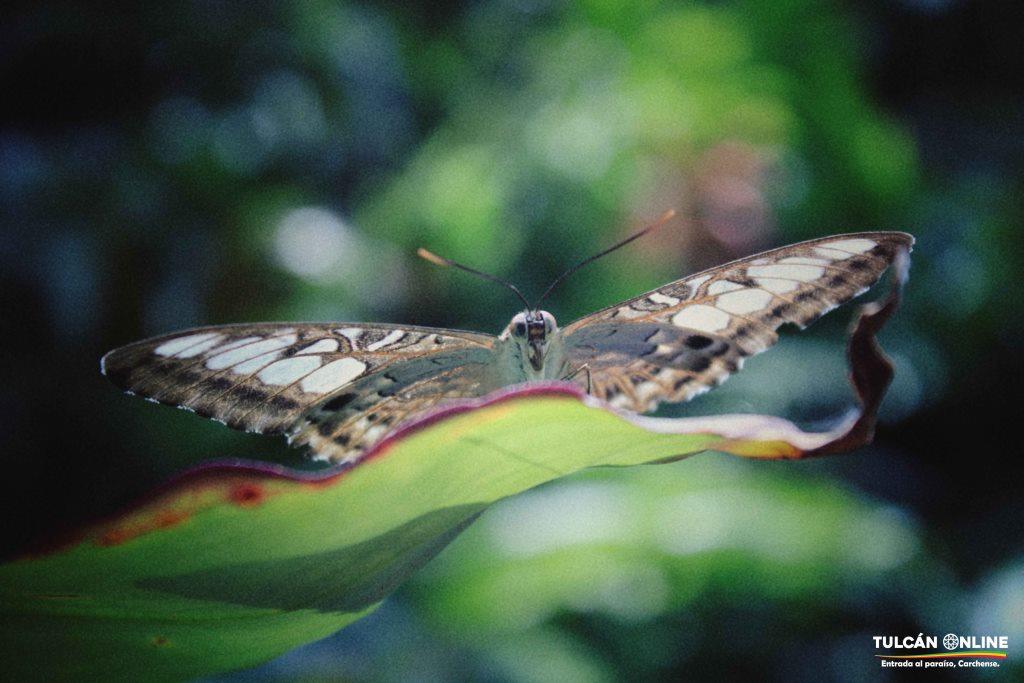 Dentro del Macrocosmos de las Mariposas